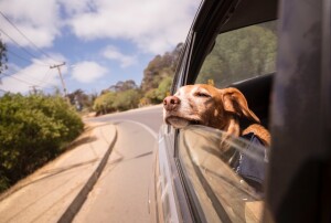 Podkłady higieniczne dla zwierząt w samochodzie - jak zapewnić komfort Twojemu pupilowi?